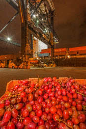 Port Fruit Pilot Program